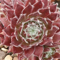 Sempervivum 'Corsair'